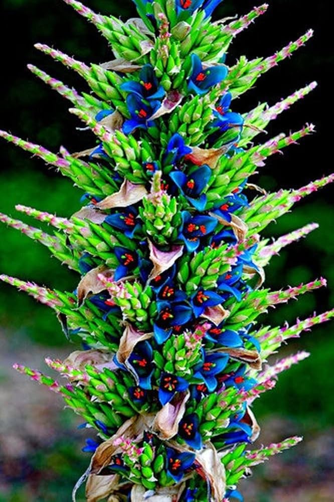 Violet sapphire tower samen for garten – rare flowering pflanze