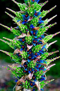 Violet sapphire tower samen for garten – rare flowering pflanze