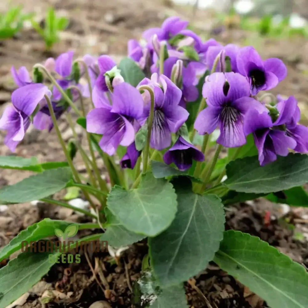 Veilchen Yedoensis Blumensamen zur Aussaat hochwertige Qualitäts- Traditionssorte & ohne Gentechnik Samen Hausgarten