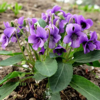 Veilchen Yedoensis Blumensamen zur Aussaat hochwertige Qualitäts- Traditionssorte & ohne Gentechnik Samen Hausgarten