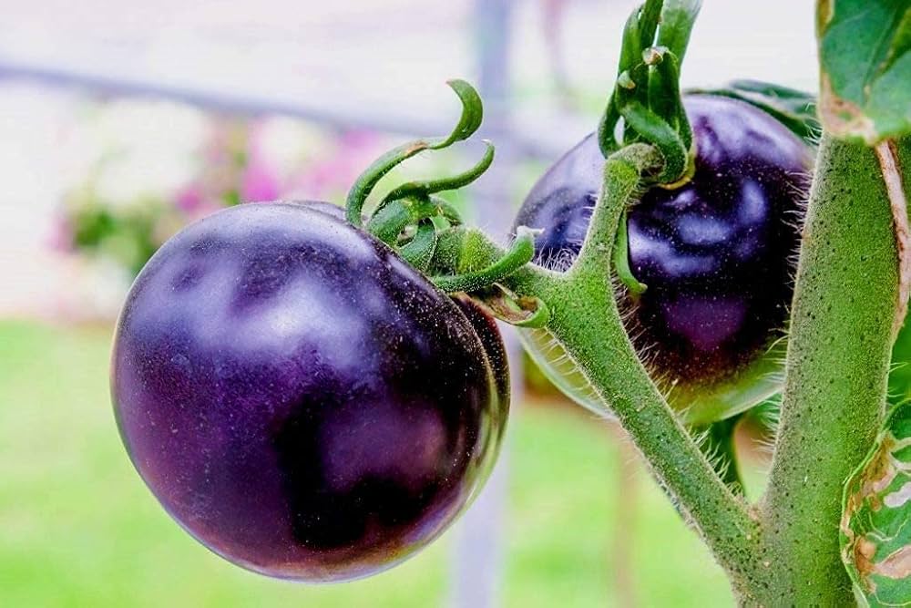 Freshly harvested violette tomatoes aus garten