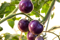 Violette tomato pflanze in home garten