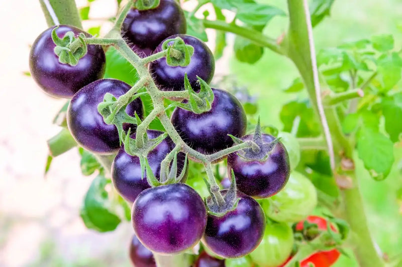 Violette tomato samen für aussaat