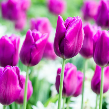 Violet tulip blume samen for elegant spring blooms
