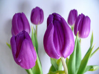 Tulpe Blumensamen Kollektion elegant Garten Aussaat