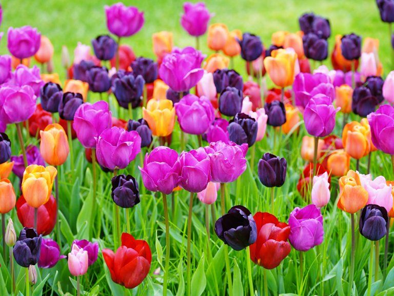 Easy to grow violet tulip samen for containers and pathways
