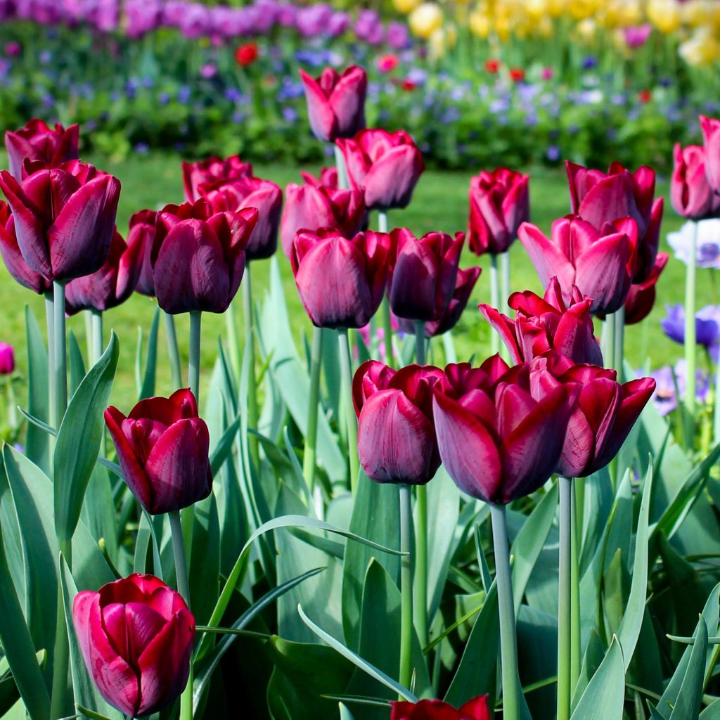 Violet tulip samen for borders and garten beds
