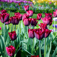 Violet tulip samen for borders and garten beds
