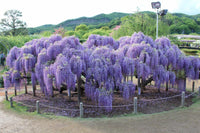 Violet wisteria wachsend on trellis – wisteria tree samen for sale