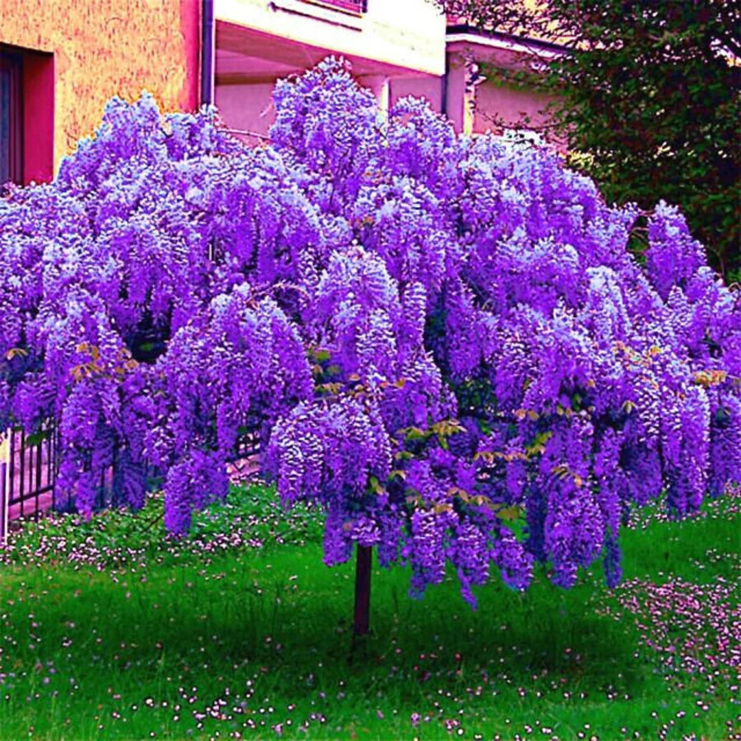 Violet wisteria vine samen – fast-wachsend garten pflanze
