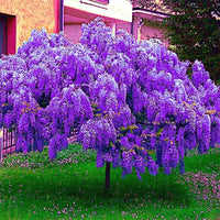 Violet wisteria vine samen – fast-wachsend garten pflanze