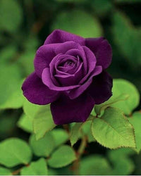 Thick Violett Rose Samen ideal zur Aussaat