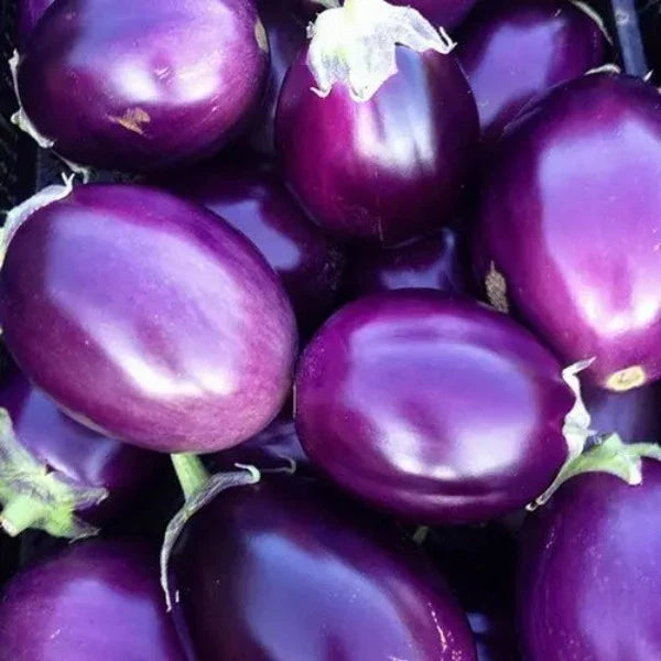Brinjal Gemüse Samen zum Pflanzen
