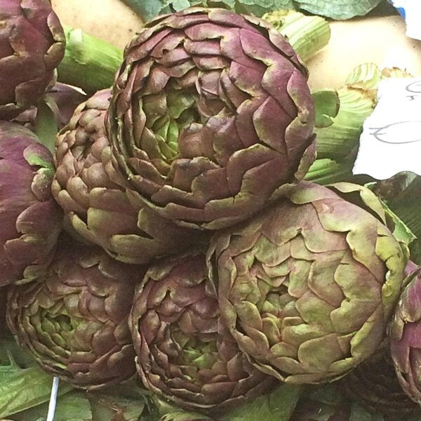 Lila Artichoke Gemüse Samen zum Pflanzen