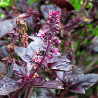 Violett Ocimum Blumensamen zur Aussaat – Landhaus Garten wichtig – Traditionssorte & ohne Gentechnik Samen Hausgarten