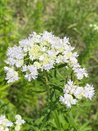 Aromatic foliage of Virginia Mint Pflanzen developed from Samen