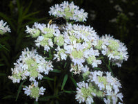 Virginia Mint Samen Pycnanthemum virginianum producing native mountainmint Pflanzen