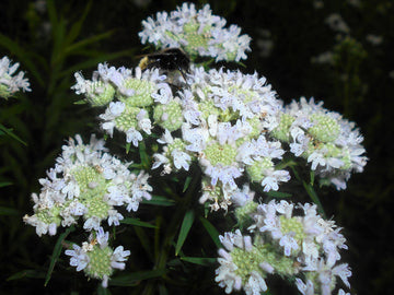 Virginia Mint Samen Pycnanthemum virginianum producing native mountainmint Pflanzen