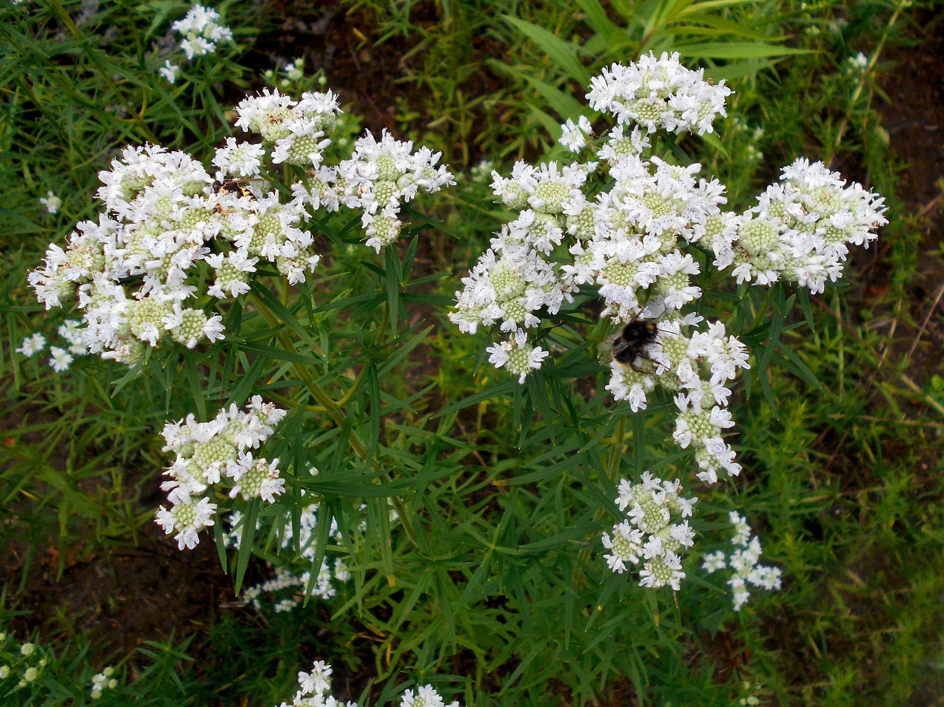 White summer Blumen from Virginia Mint Samen attracting pollinators
