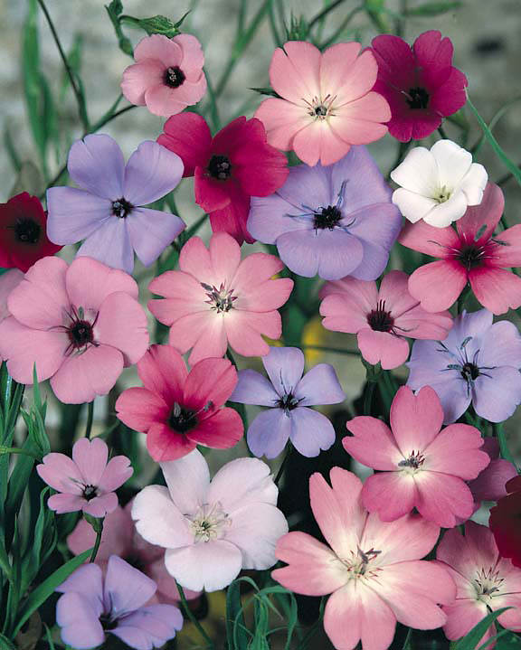 Blau Viscaria Blumensamen zur Aussaat – duftend Blüten – Traditionssorte & ohne Gentechnik Samen Hausgarten
