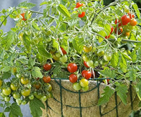 Vishenka cherry tomato samen traditionelle non-gmo