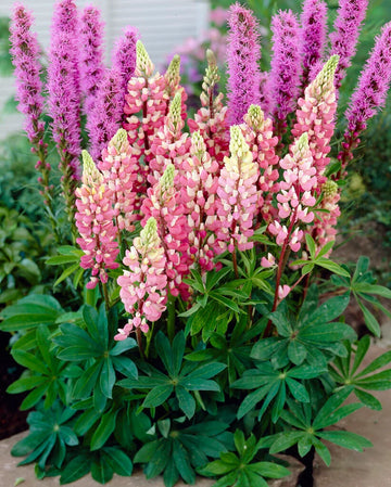 Rosa Lupine Blumensamen – leuchtend Samen zur Aussaat farbenfroh Gärten