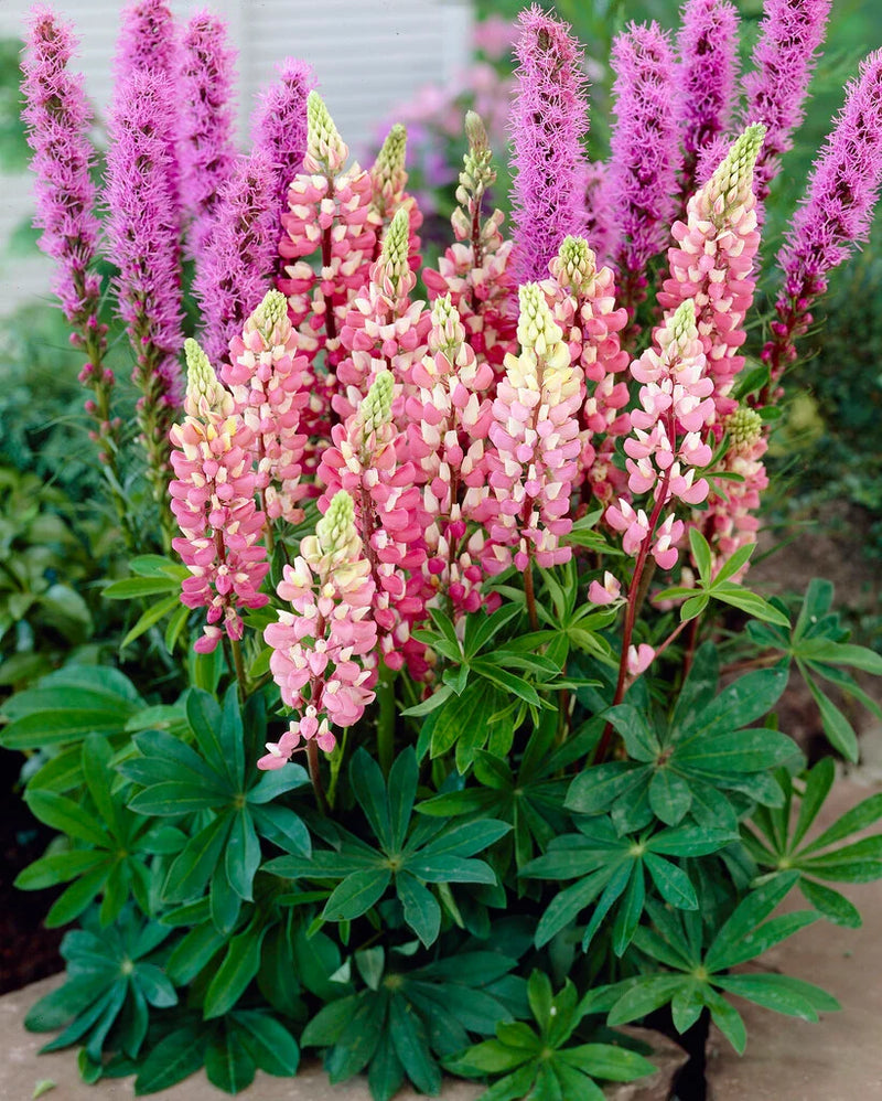 Rosa Lupine Blumensamen – leuchtend Samen zur Aussaat farbenfroh Gärten