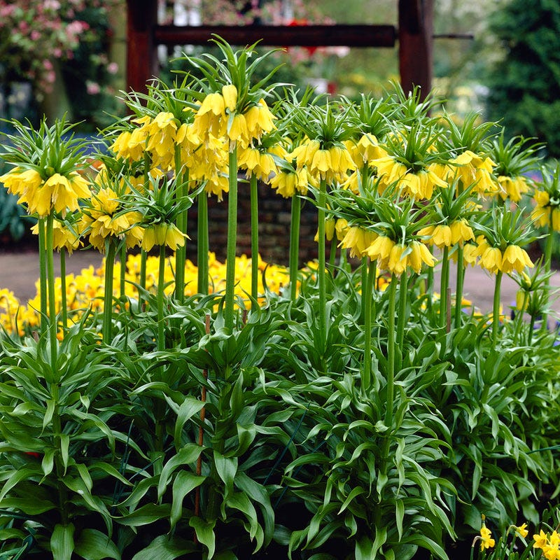 Gelb Imperial Wang Fritillaria Blumensamen zur Aussaat Schnitt Blume beliebt Traditionssorte & ohne Gentechnik Samen Hausgarten