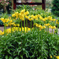 Gelb Imperial Wang Fritillaria Blumensamen zur Aussaat Schnitt Blume beliebt Traditionssorte & ohne Gentechnik Samen Hausgarten