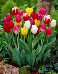 Rainbow Tulpe Blumensamen zur Aussaat hochwertige Qualitäts- Traditionssorte & ohne Gentechnik Samen Hausgarten