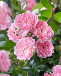 Rosa Polyantha Blumensamen zur Aussaat – Anzucht – Traditionssorte & ohne Gentechnik Samen Hausgarten