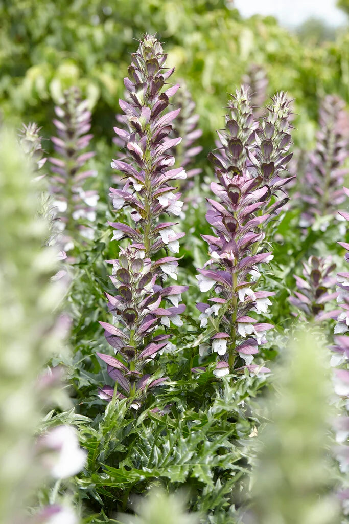 Breeches Blume Samen zur Aussaat