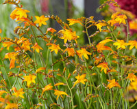 Fireglow Blumensamen zur Aussaat leuchtend Blüten Traditionssorte & ohne Gentechnik Samen Hausgarten
