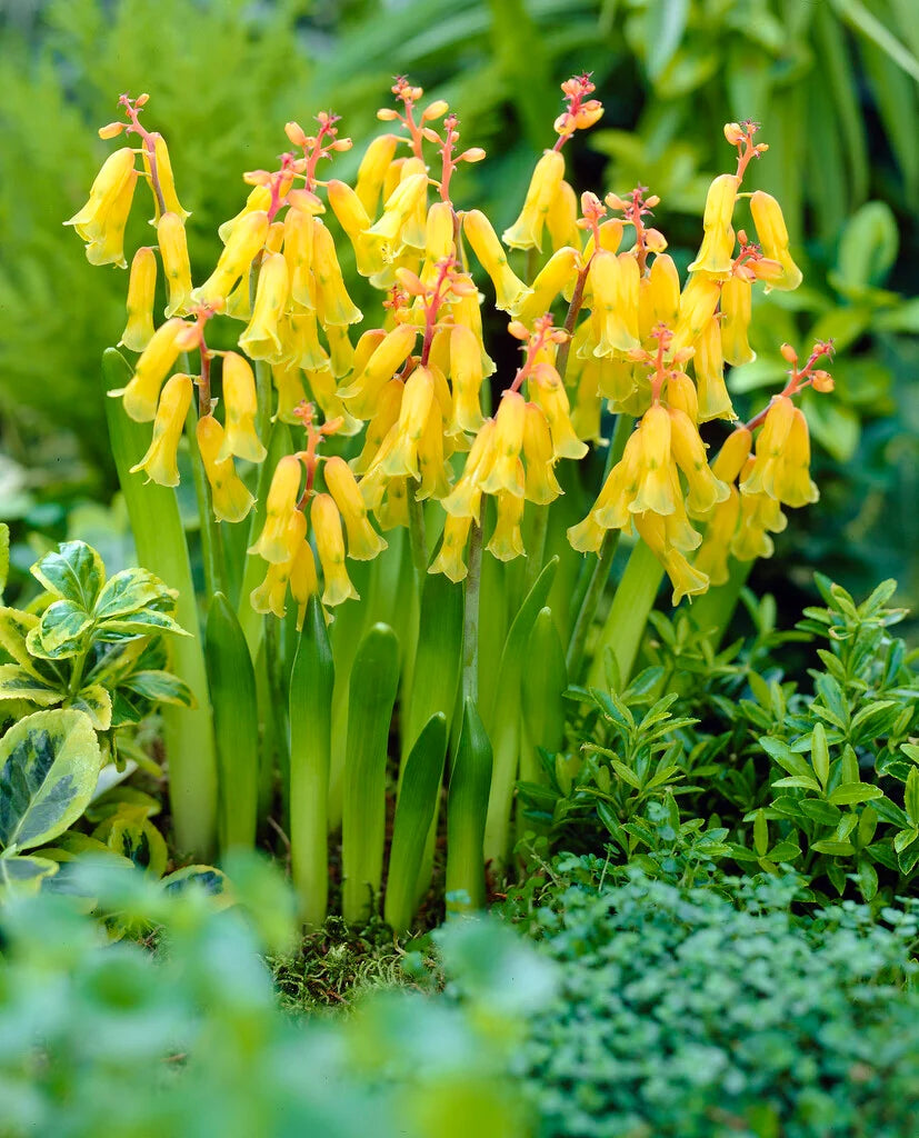 Garten mehrjährig Blumensamen zur Aussaat – Year-Round Garten Blüten