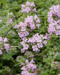 Rosa Creeping Thyme Blumensamen zur Aussaat Anzucht Traditionssorte & ohne Gentechnik Samen Hausgarten