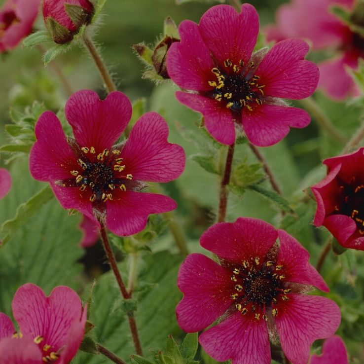 Rosa Potentilla Nepalensis Blumensamen zur Aussaat – Schnitt Blume beliebt – Traditionssorte & ohne Gentechnik Samen Hausgarten