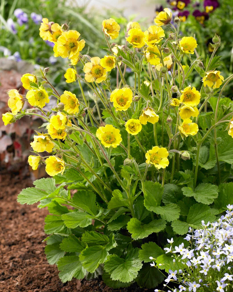 Gelb Avens Sunrise Blumensamen zur Aussaat – leuchtend – Traditionssorte & ohne Gentechnik Samen Hausgarten
