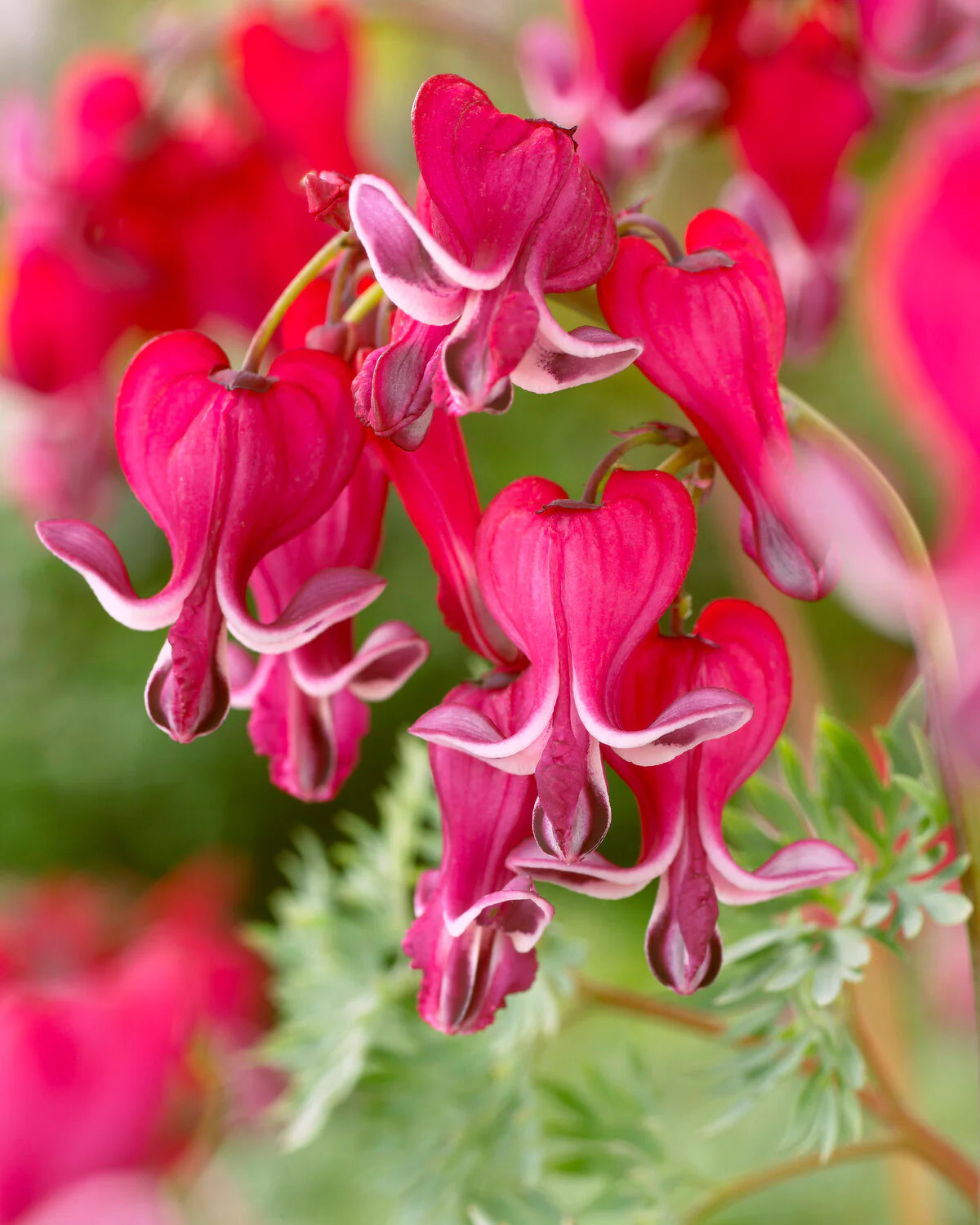Rot Bleeding Heart Samen zur Aussaat mehrjährige Blumensamen Frühling & Fall