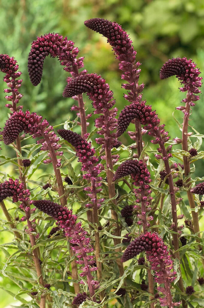 Lysimachia Blumensamen zur Aussaat ideal Rabatten Traditionssorte & ohne Gentechnik Samen Hausgarten