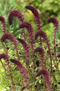Lysimachia Blumensamen zur Aussaat ideal Rabatten Traditionssorte & ohne Gentechnik Samen Hausgarten