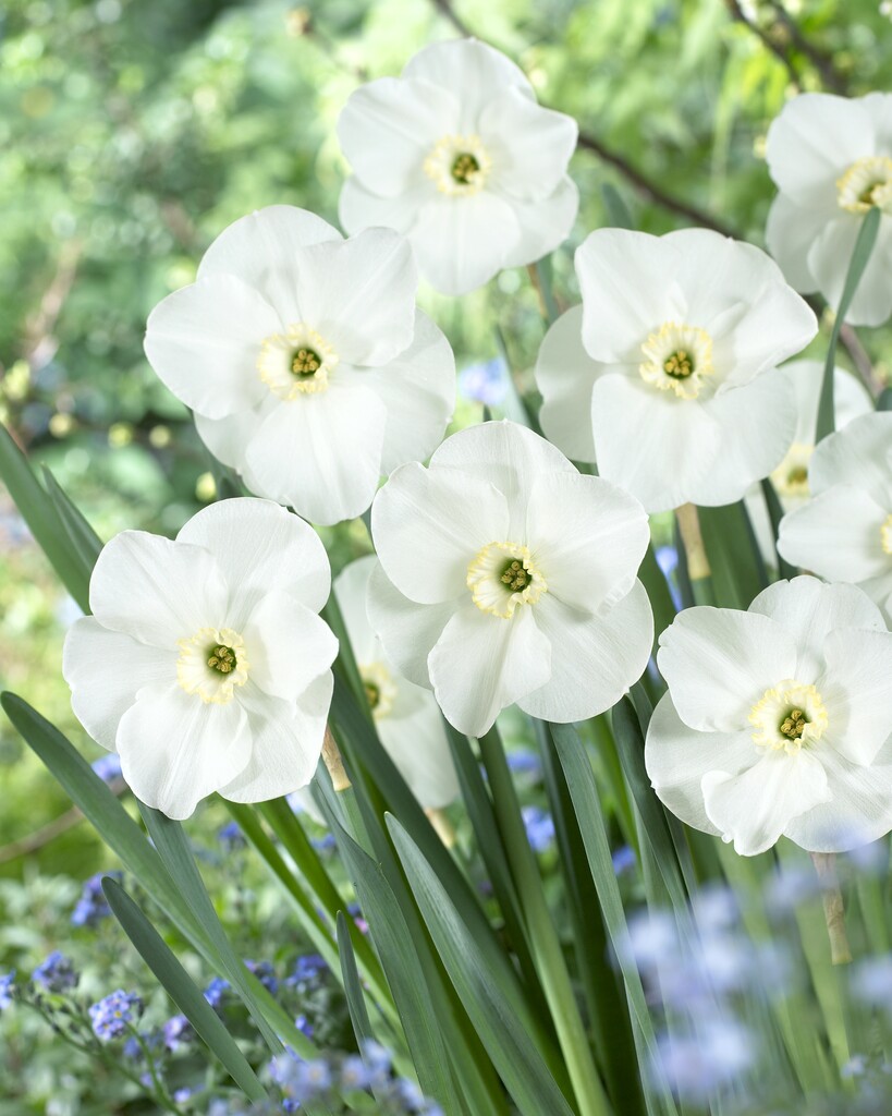 Grün Weiß Narzisse Blumensamen zur Aussaat hochwertige Qualitäts- Traditionssorte & ohne Gentechnik Samen Hausgarten