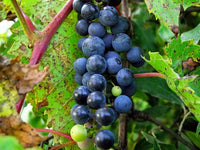 Vitis riparia grapevine climbing fence