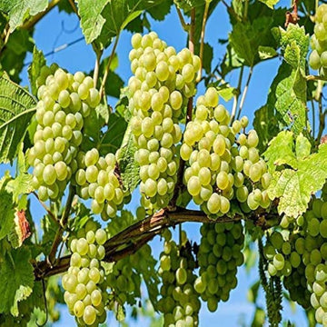 Vitis vinifera grapevine seedlings sprouting