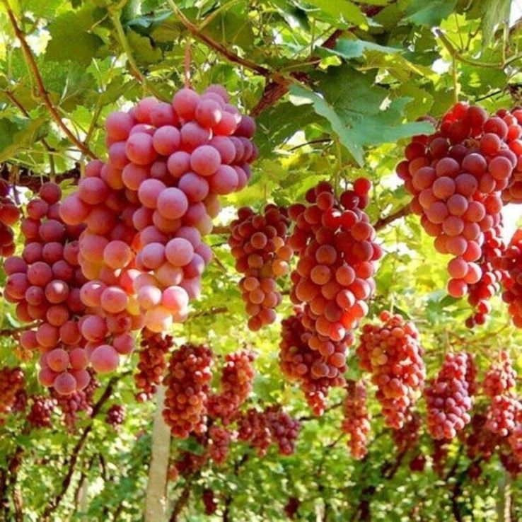 Graines de raisin pour une plantation facile