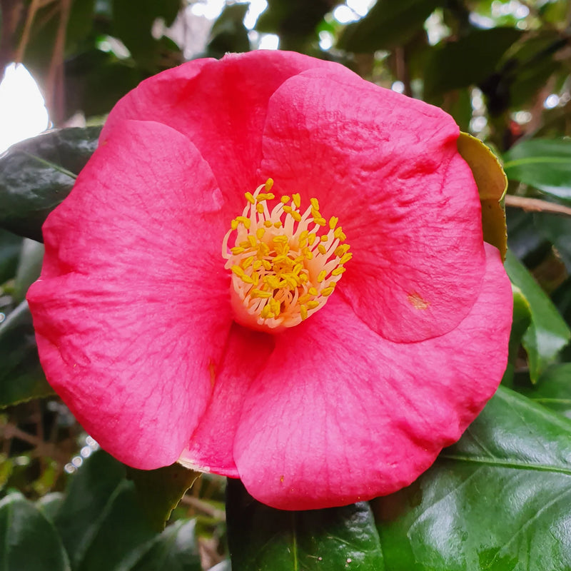 Rosa Gelb Kamelie Blumensamen zur Aussaat – farbenfroh Schau – Traditionssorte & ohne Gentechnik Samen Hausgarten
