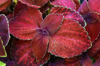 Coleus volcano blume samen for beautiful pflanzen