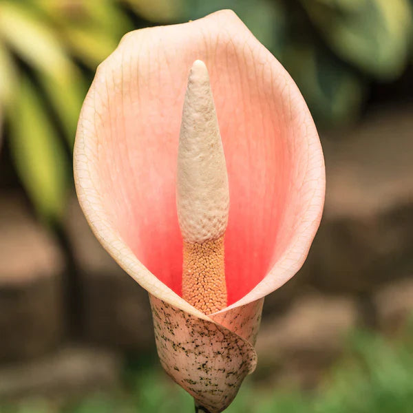 Close-up of voodoo lily exotic bloom