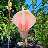 Voodoo lily blume samen for anpflanzung