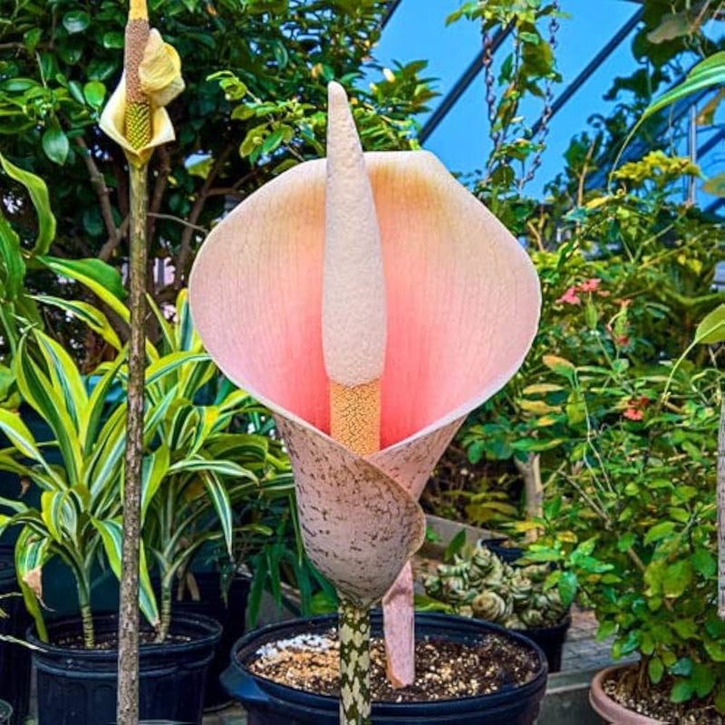 Voodoo lily blume samen for anpflanzung