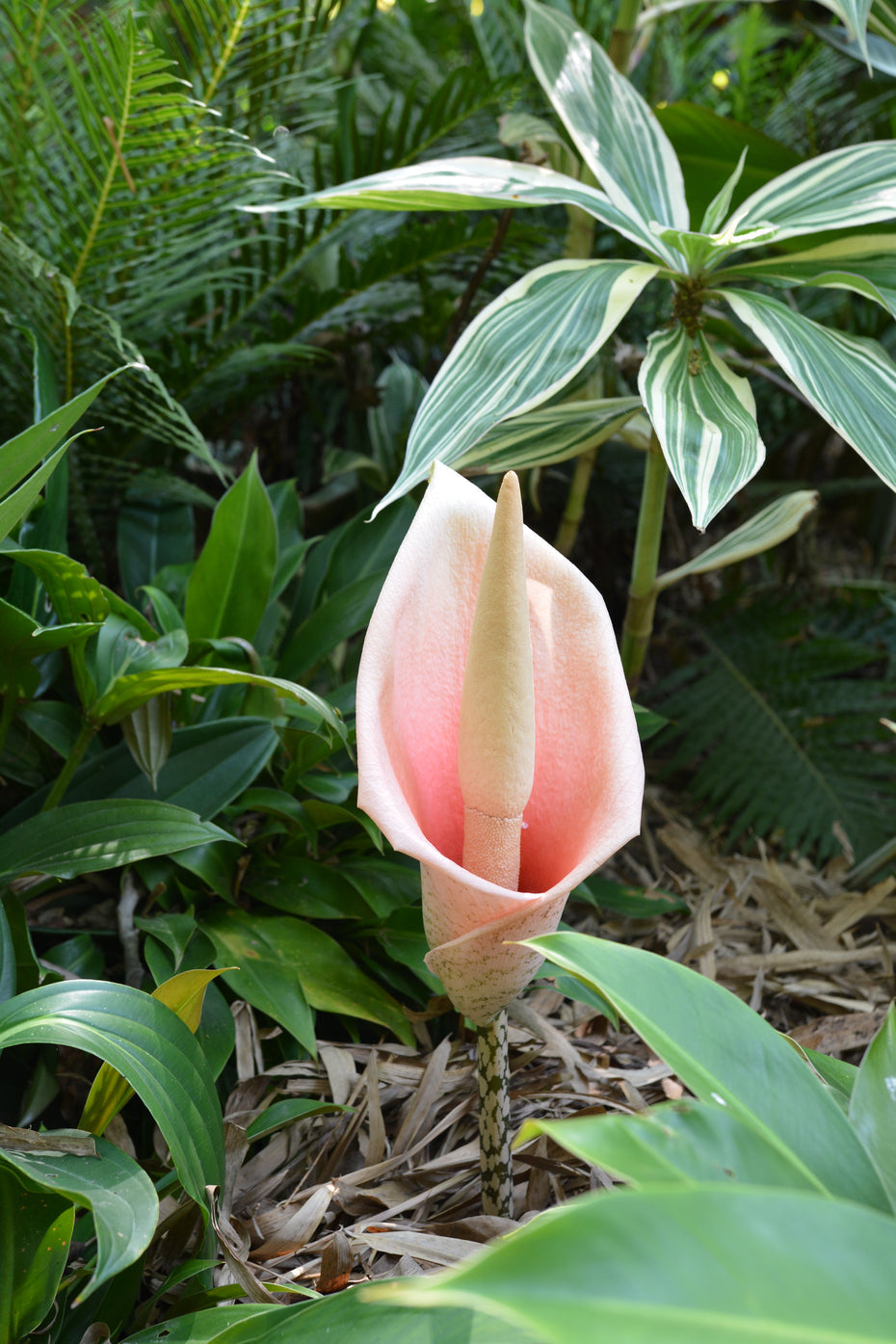 Voodoo lily pflanzen wachsend in a shaded tropical garten